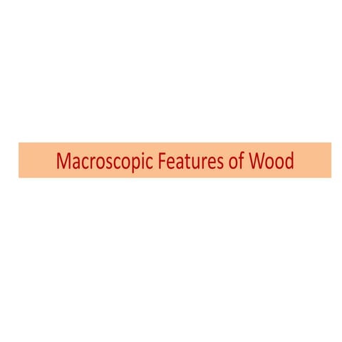 Wood Science Parts of the Tree Stem .ppt