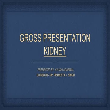 GROSSING OF KIDNEY.pptx, Anatomy and grossing | PPTX