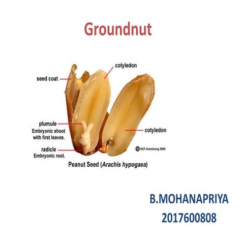 groundnut-181219100332.pdf