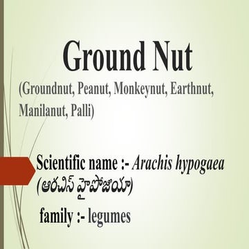 Ground nut decorter