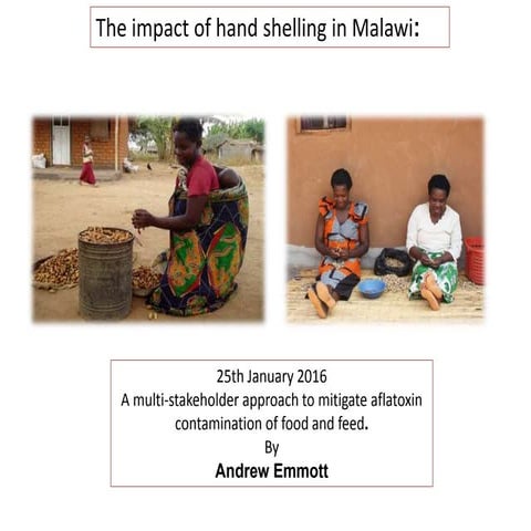 The impact of hand shelling in Malawi
