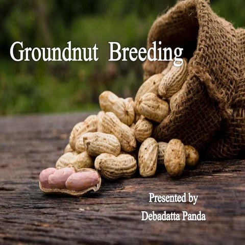 Groundnut final