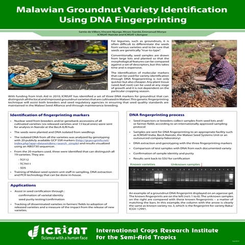 ICRISAT optimizes seed-chip genotyping in groundnut | PDF