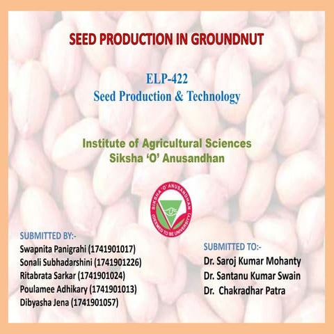 Seed Production in Groundnut ppt