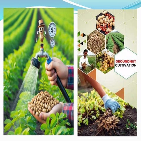 Ground nut | PPTX