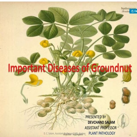 groundnut (salam).pdf plant pathology igkv | PDF