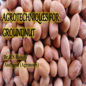 groundnut slide.pptx