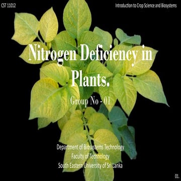 Nitrogen deficiency in plants final.pptx