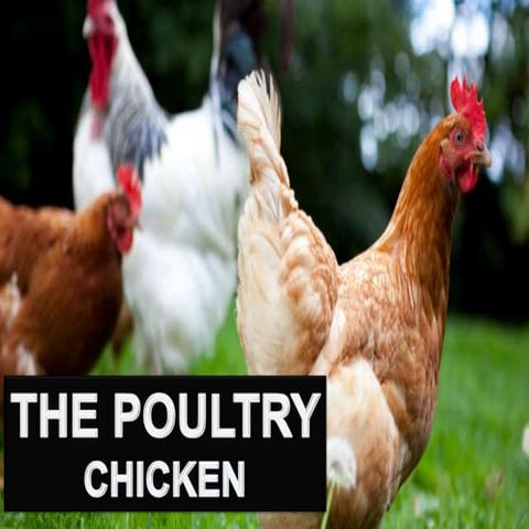 poultry chicken