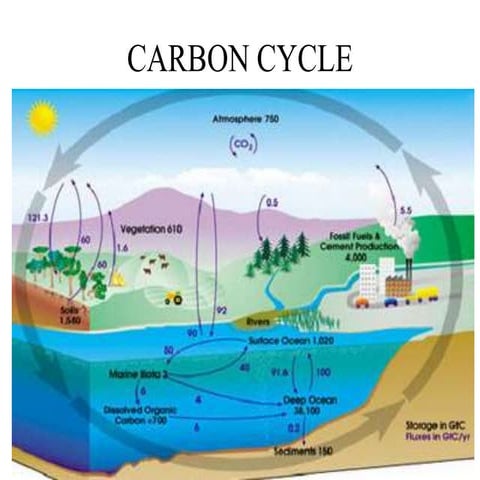  carbon cycle