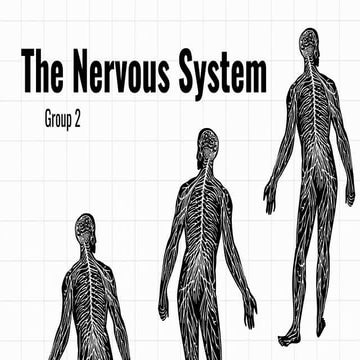 Nervous systemssssssssssssssssssssssssssss