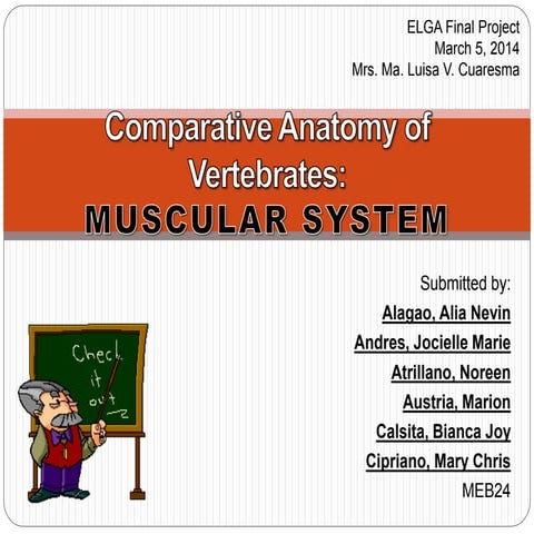 Comparative Anatomy - Muscular System