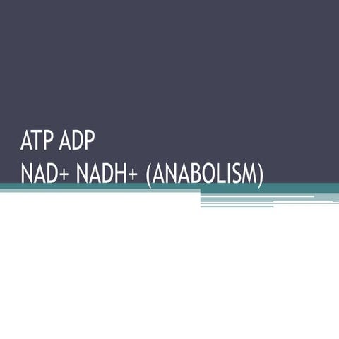 (Group4)atp adp-nad-nadh anabolism