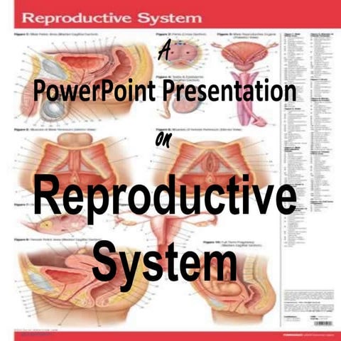 Group 4 Reproductive System | PPTX