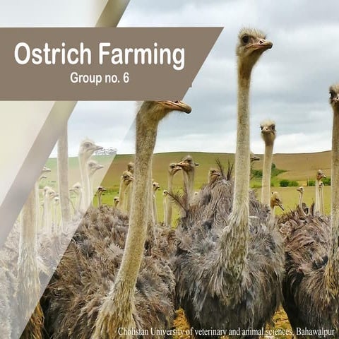 Ostrich Farming | PPT