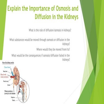 Kidneys