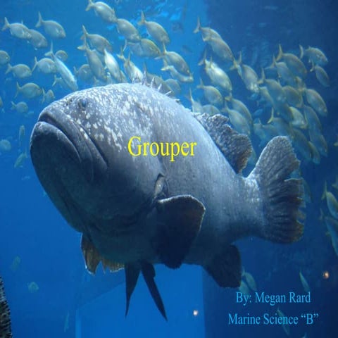 Grouper
