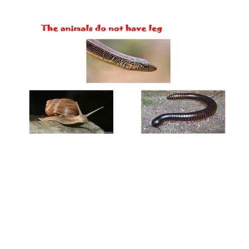 Grouping animals that have  legs 