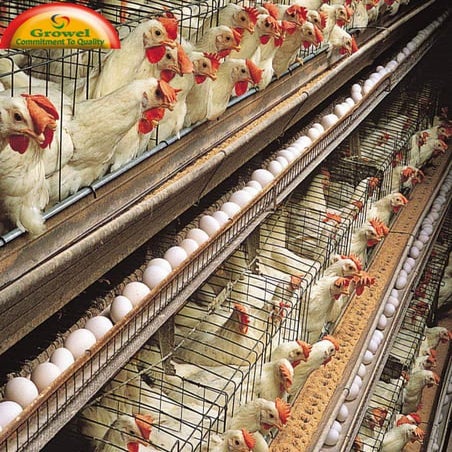 Brown Layer Poultry Farming Guide | PDF