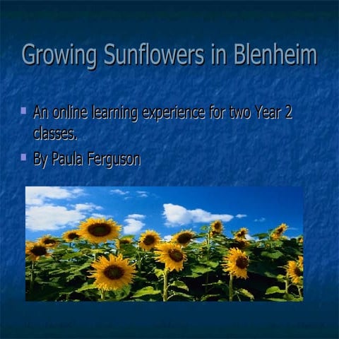 Growing  Sunflowers In  Blenheim  Ass 2