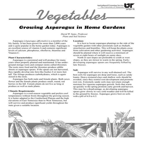 Growing asparagus
