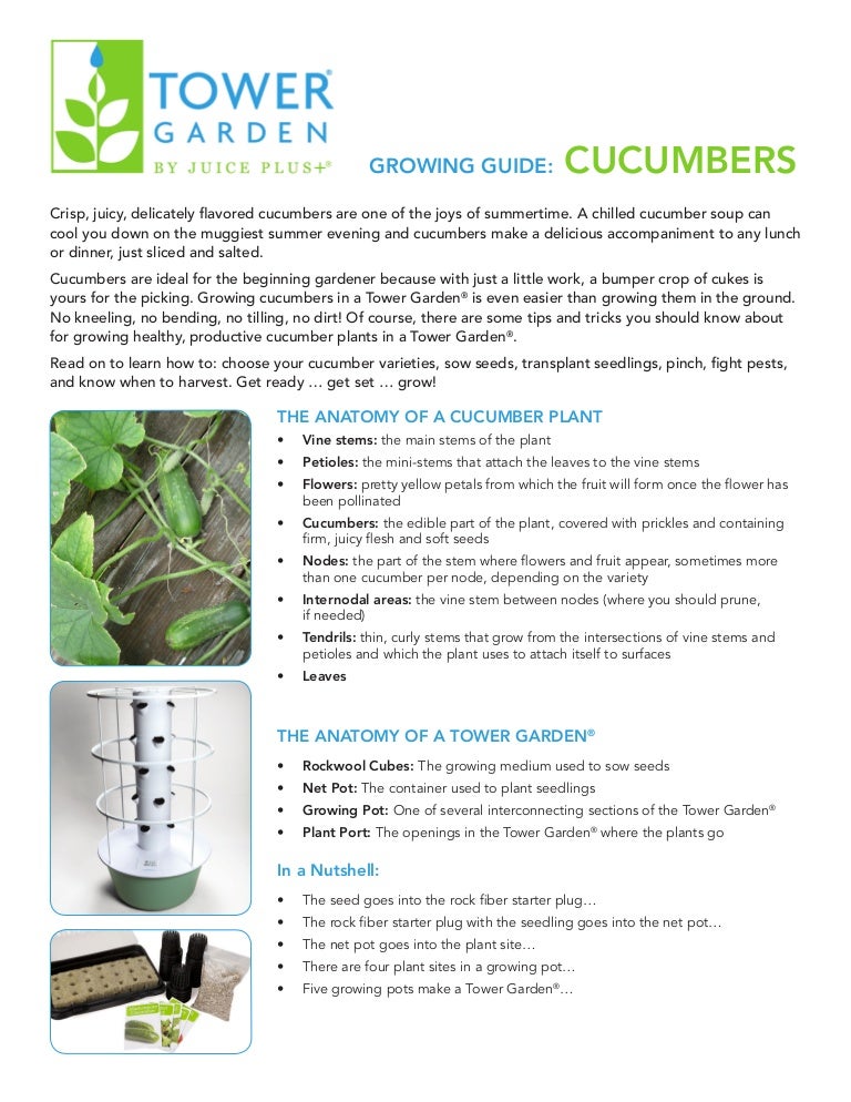 Growing guide cucumbers