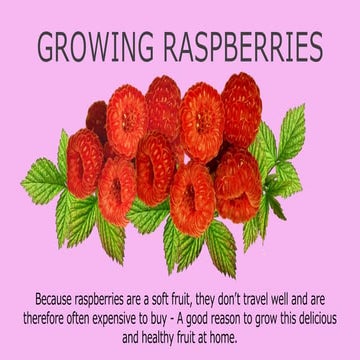 Growing Raspberries | PPTX