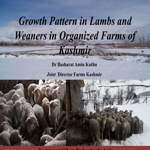 Growth pattern in lambs and weaners in organized farms