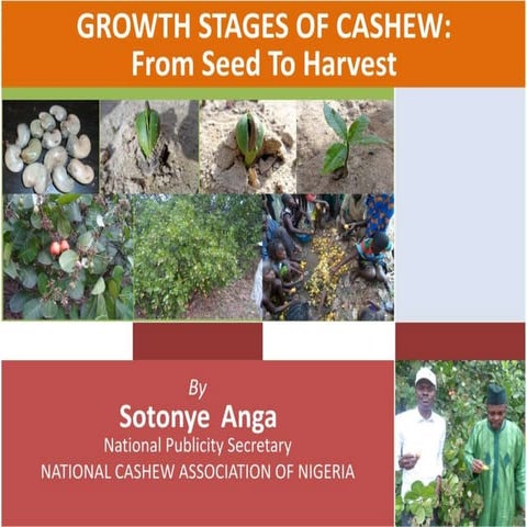 Growth stages of cashew: from seed to harvest by sotonye anga | PPTX