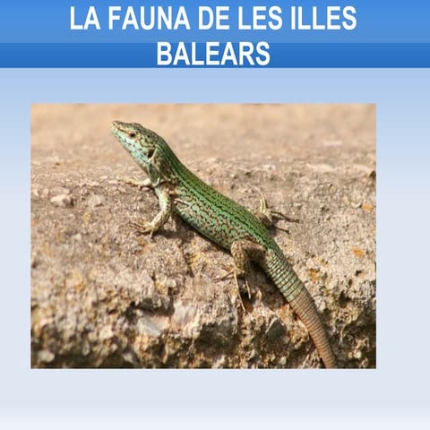 Fauna de les Illes Balears | PPT