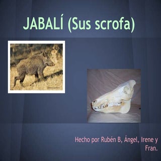 Grupo 1 a  jabalí (Sus scrofa)
