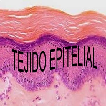 Grupo 4 tejido epitelial