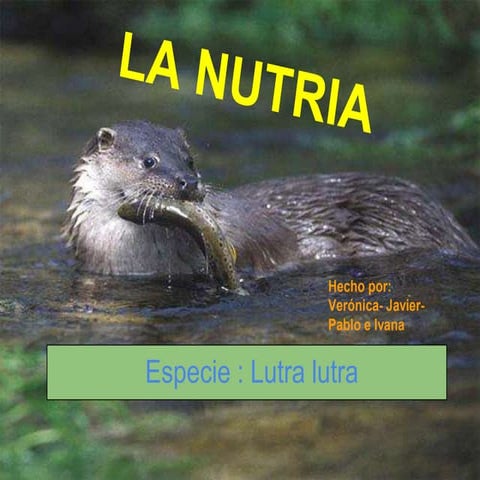 Grupo 6 a  nutria ( Lutra lutra)