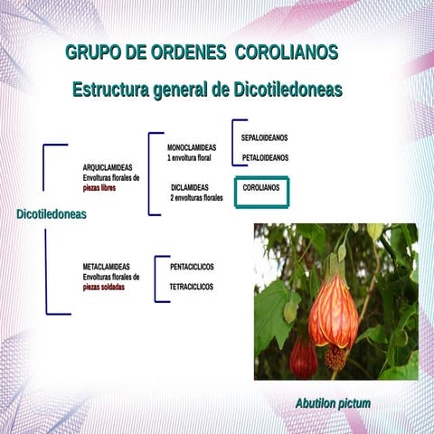Grupo de ordenes corolianos primero corregido | PDF