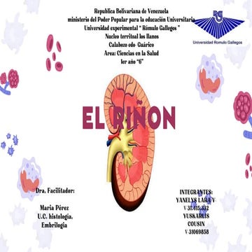 RIÑON DEL CUERPO HUMANO - CORTE HISTOLOGICO | PDF