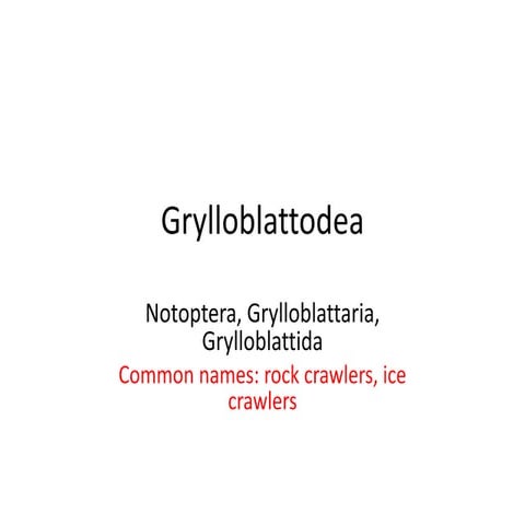 Grylloblattodea