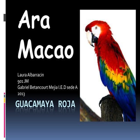 Guacamaya roja 1