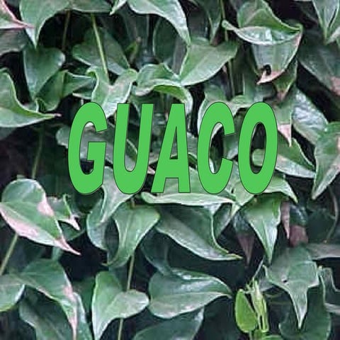 guaco | PPT