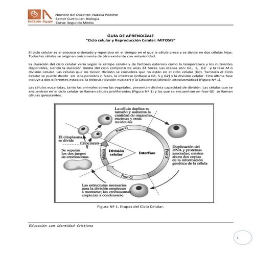 Guía ciclo celular y mitosis 2° medio
