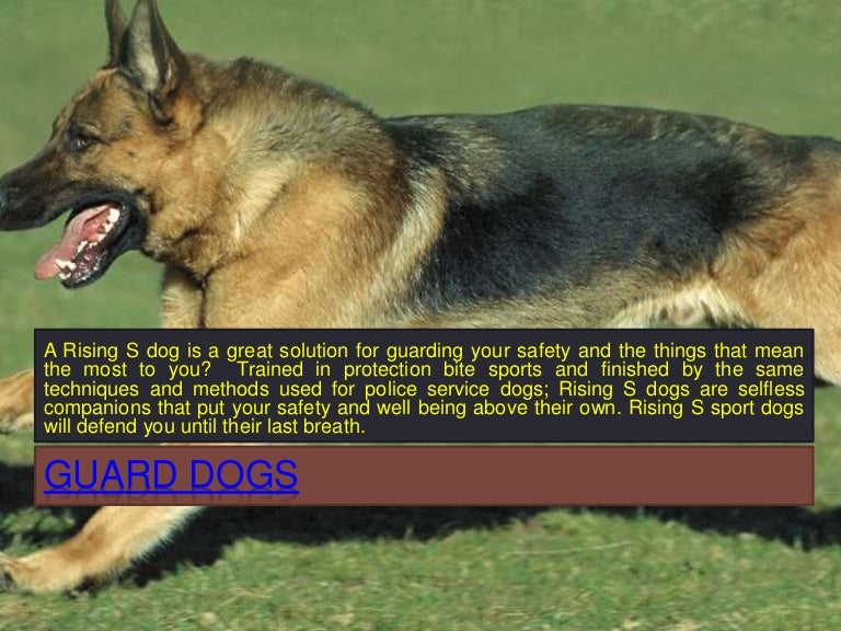 protection german shepherd puppies for sale