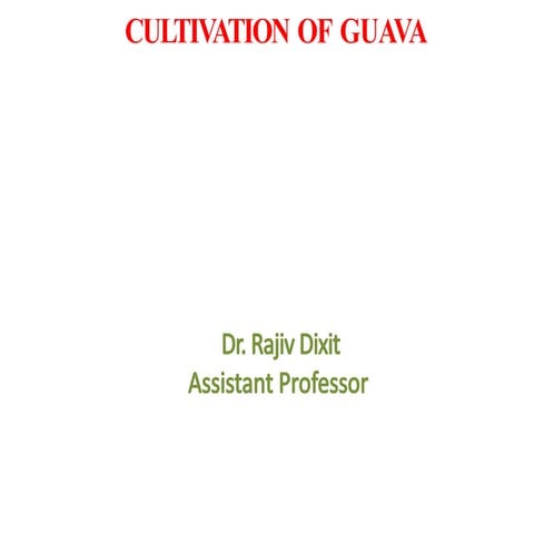 Guava | PPTX