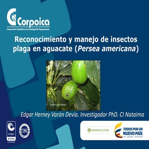 Reconocimiento y manejo de insectos plaga en aguacate (Persea americana)