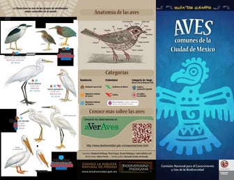 Guia aves comunes