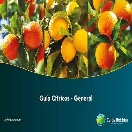 Guia Cítricos.pdf es un manualpara producir citricos y su fertilizacion plaga...