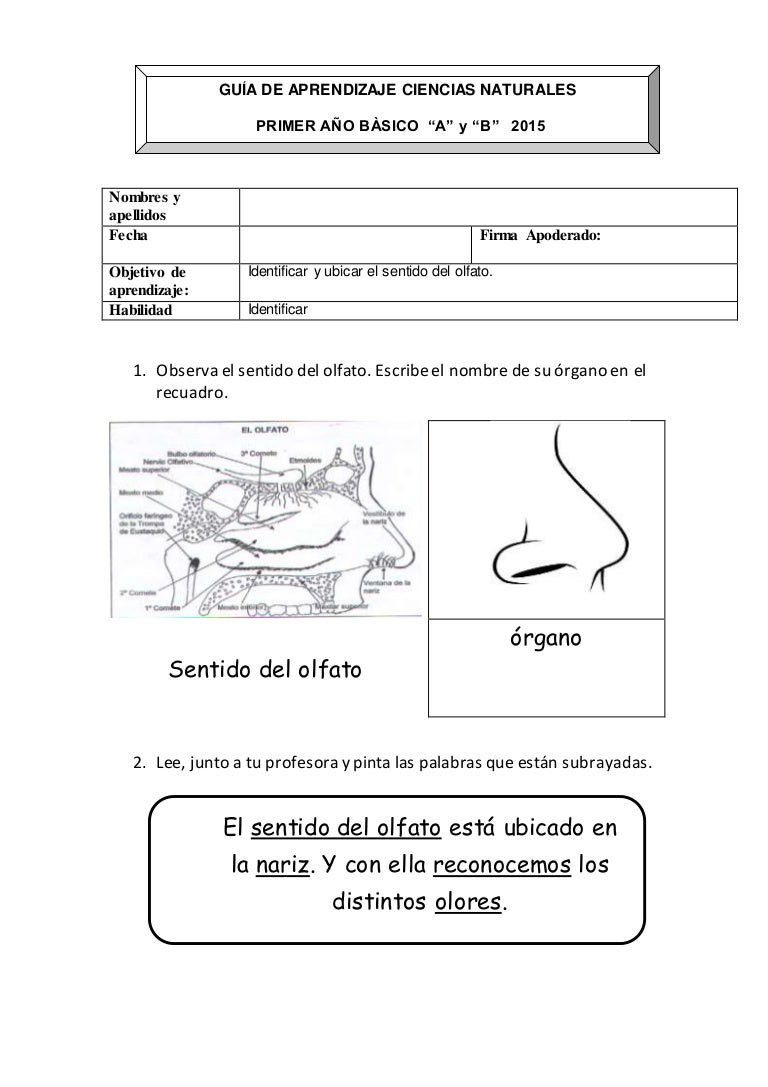 Guía del olfato. 1º básico. los sentidos Guía del olfato. 1º básico. los sentidos