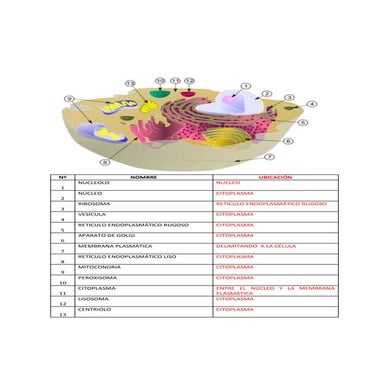 Guia  para colorear cel euc iºmedio