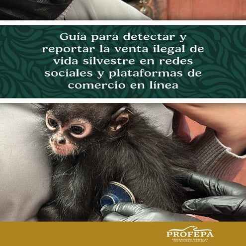 Guía para detectar y reportar la venta ilegal de vida silvestre en redes sociales y plataformas de comercio en linea