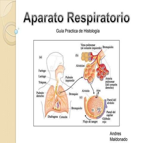Guia practica de histologia (aparato respiratorio)