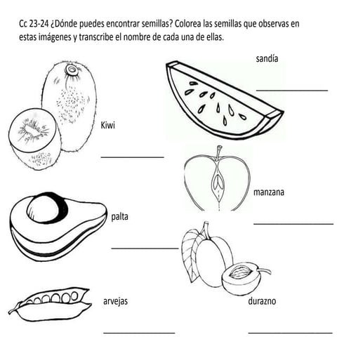 Guias de semillas y hojas