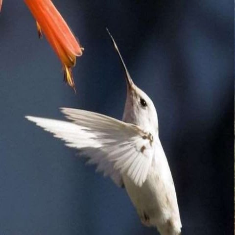 "GUIDED TISSUE REGENERATION"